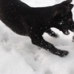 Nuri spielt im Schnee