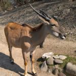 Eine freilaufende Antilope im Freilaufgehege