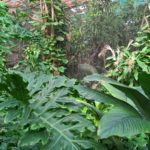 Pure Wildnis im Schmetterlings/Reptilienbereich