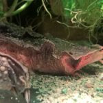 Kopf einer Schildkröte