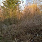 Den Urwald vor Augen