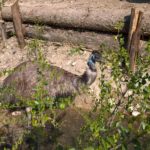 Ein großer Emu