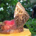 Riesiger Schmetterling der an Früchten kostet