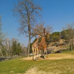 Giraffen am Futtertrog