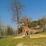 Giraffen im Freilaufbereich