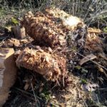 Leider haben wir viel verfaultes Holz auf unserem Grundstück