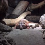 Liegene Reptilie im Terrarium