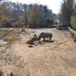 Nashorn im Nashorngehege