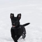 Nuri freut sich im Schnee