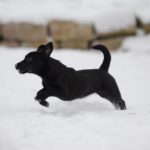 Nuri hüpft im Schnee