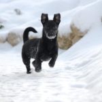 Nuri springt im Schnee