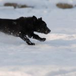 Nuri stellt den Kamm im Schnee
