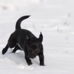 Nuri tollt im Schnee