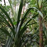 Pure Wildnis im Schmetterlings/Reptilienbereich