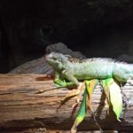 Reptilie auf einem Baumstamm