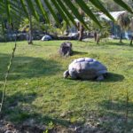 Riesige Galapagos Schildkröte beim grasen