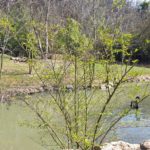 Teich mit schwarzen Schwänen